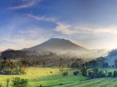 Hamparan sawah yang menghijau dengan latar Gunung Agung