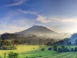 Hamparan sawah yang menghijau dengan latar Gunung Agung