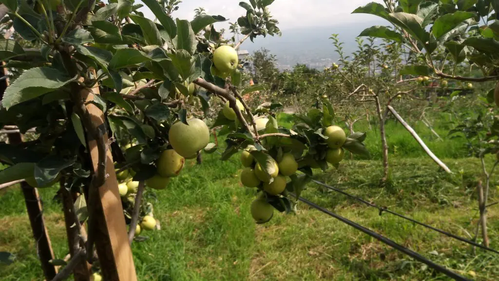 Apel hijau Malang wisata petik apel