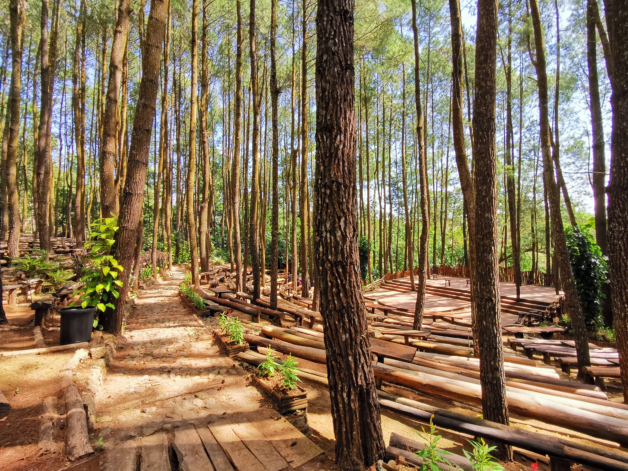Hutan Pinus Mangunan Tempat wisata di Jogja bertemakan hutan pinus