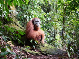 Seekor orangutan tampak duduk santai di tengah hutan