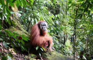 Seekor orangutan tampak duduk santai di tengah hutan