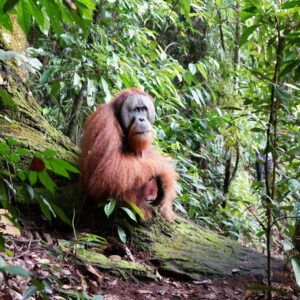 Seekor orangutan tampak duduk santai di tengah hutan