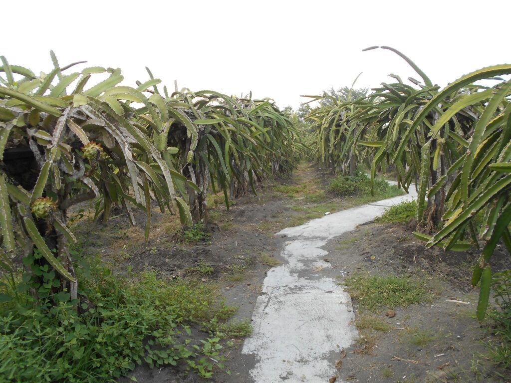 Agrowisata Kusumo Wanadri