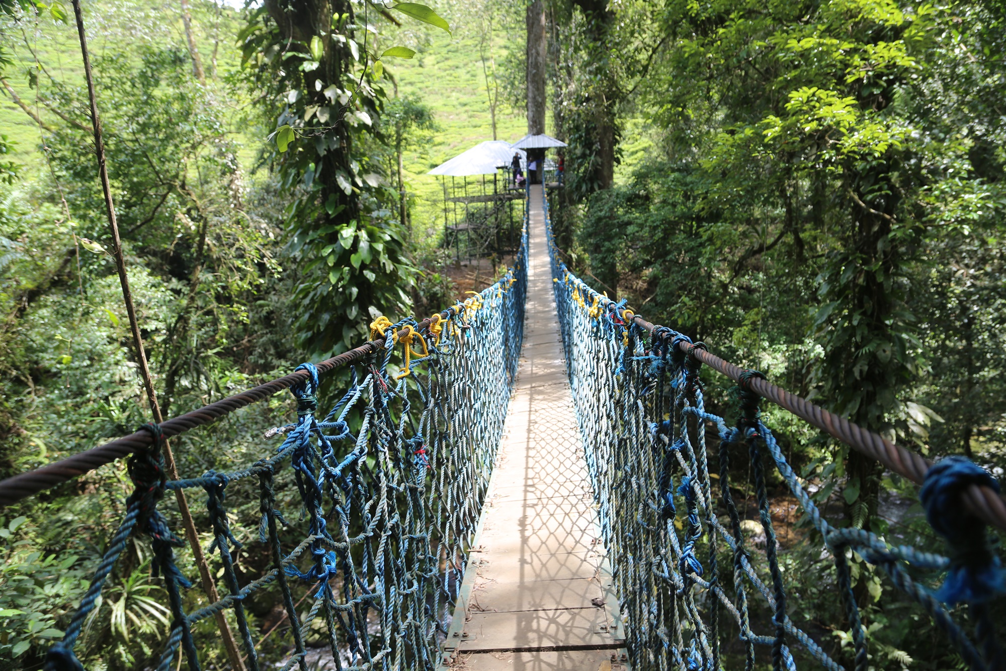 Jembatan gantung di Canopy Trail