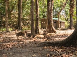 Kawanan rusa di hutan Cagar alam pangandaran