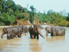 Gajah-gajah jinak Tangkahan