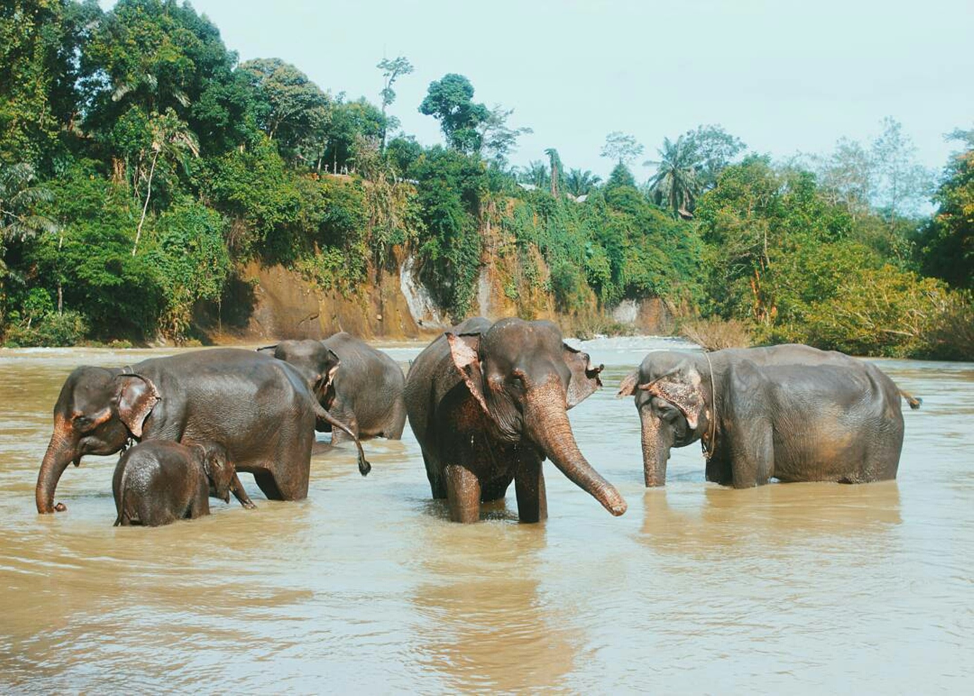 Gajah-gajah jinak Tangkahan