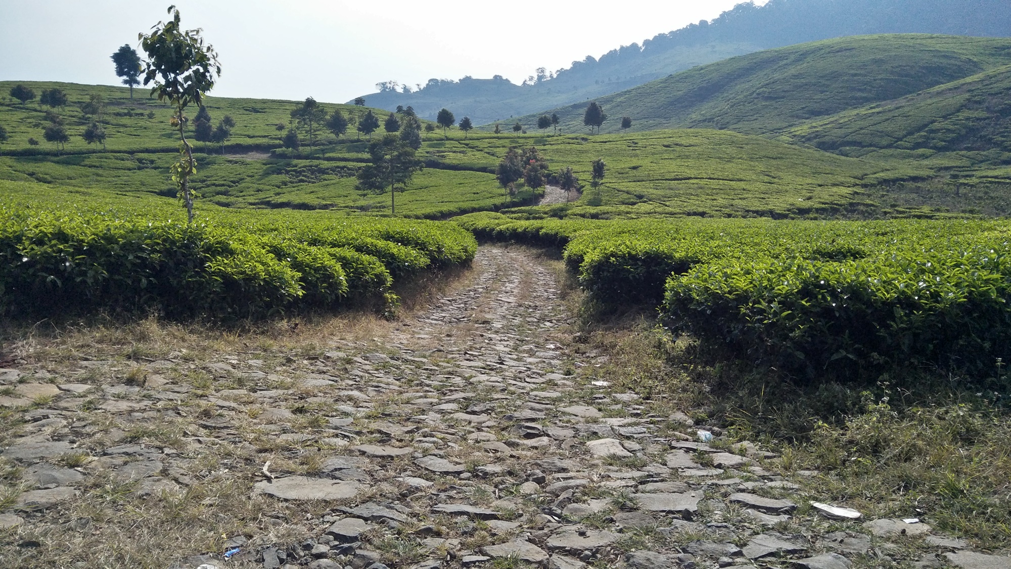 Jalan makadam yang melintasi perkebunan teh nan asri