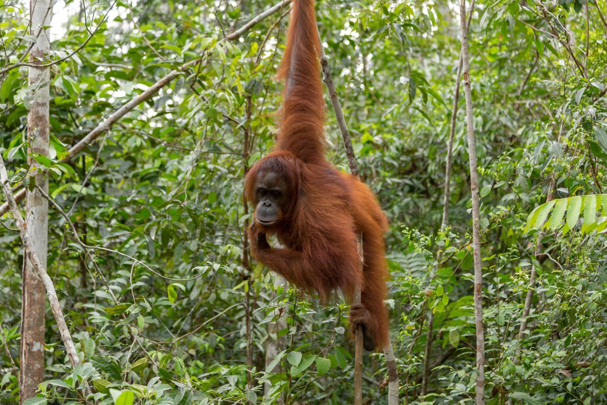 Seekor orangutan di hutan TN Gunung Leuser