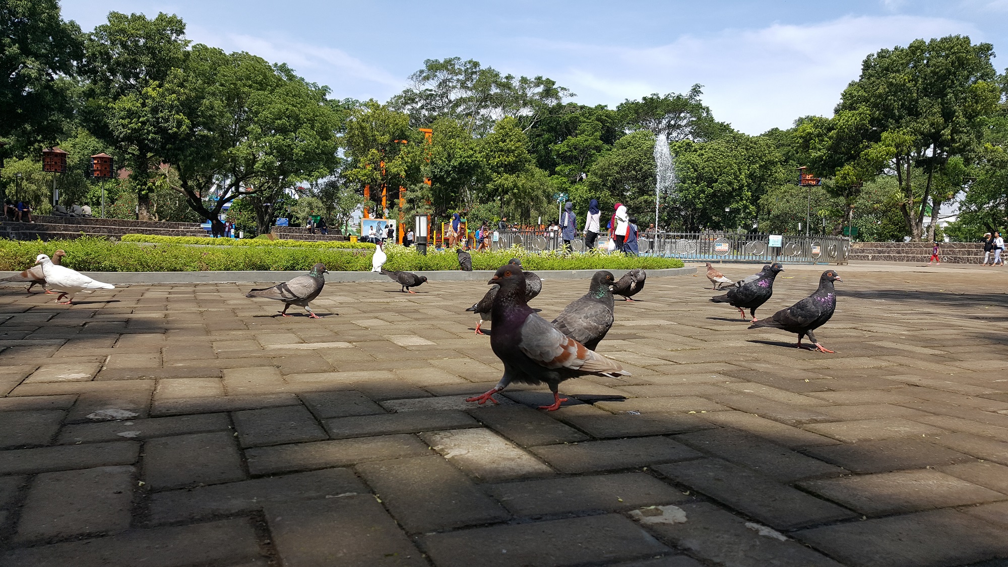 burung merpati berkeliaran di taman alun-alun malang