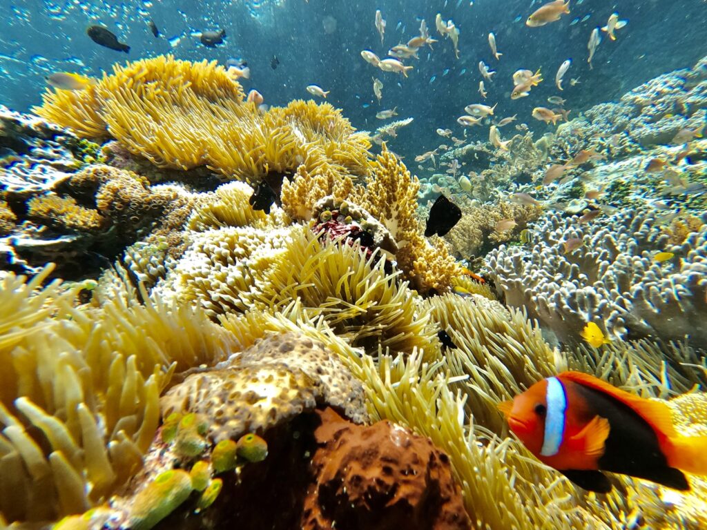 Biota laut Raja Ampat