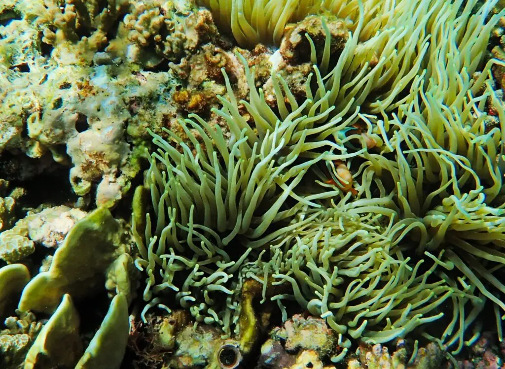 Anemon laut di Pulau Pisang