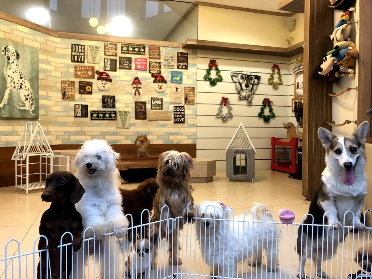 Beberapa jenis anjing yang ada di RUmah Guguk