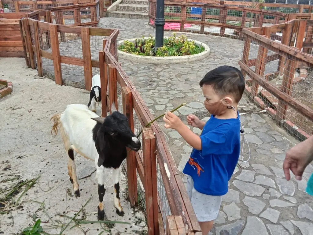 Pengunjung anak-anak memberi makan kambing di TAman Fathan Alesano
