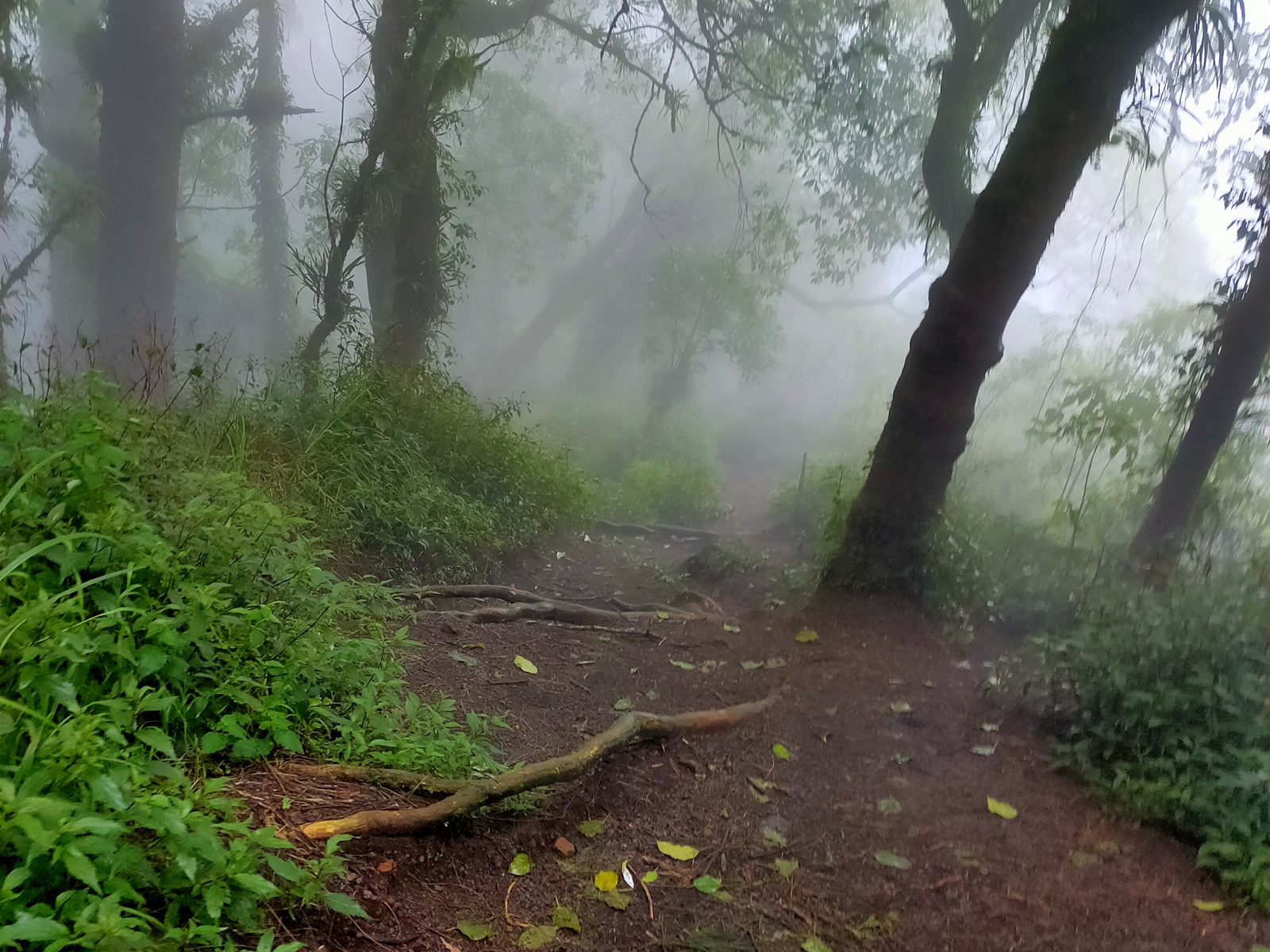 Kabut menyelimuti hutan Gunung Abang