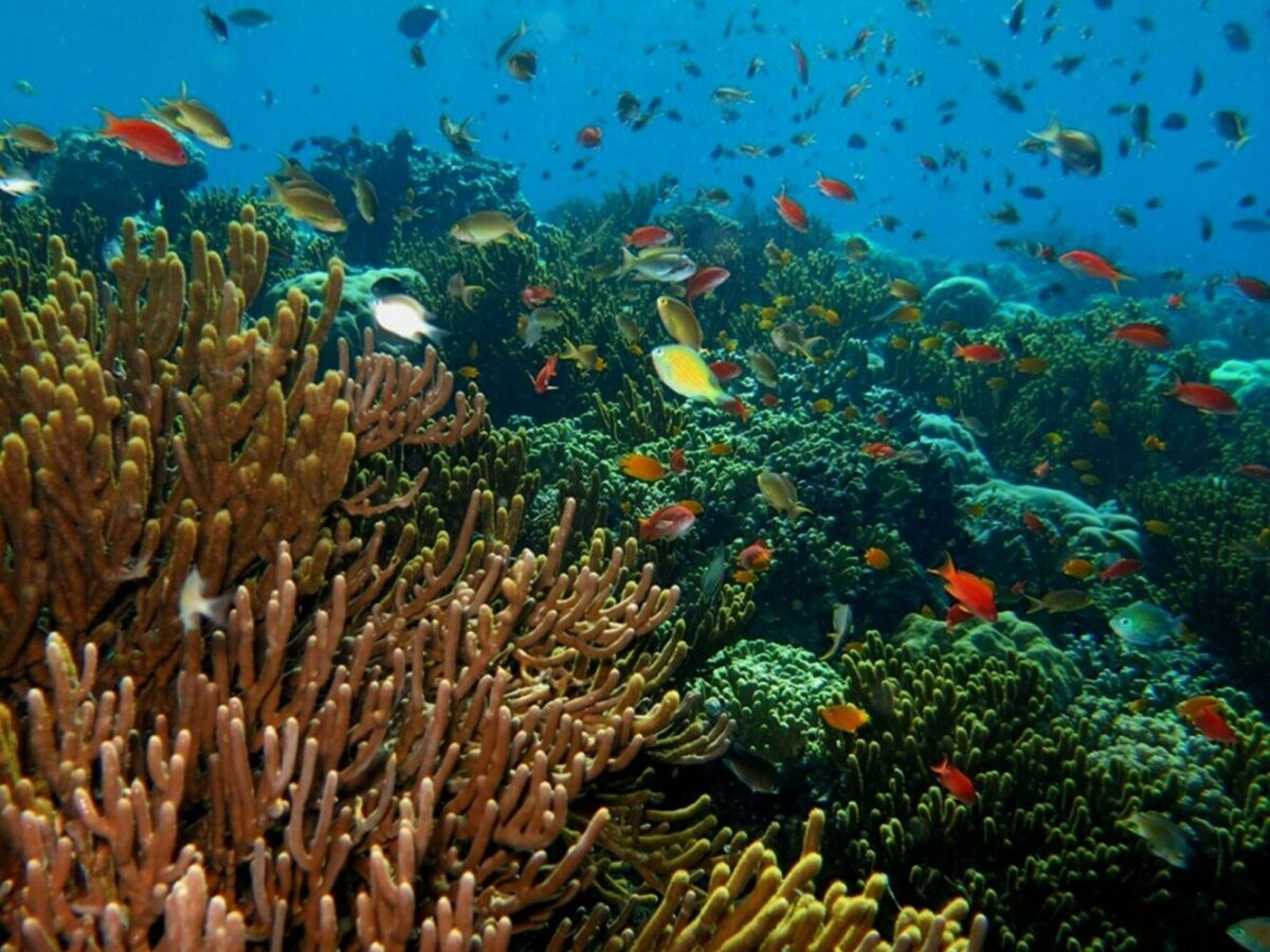 Keindahan bawah laut