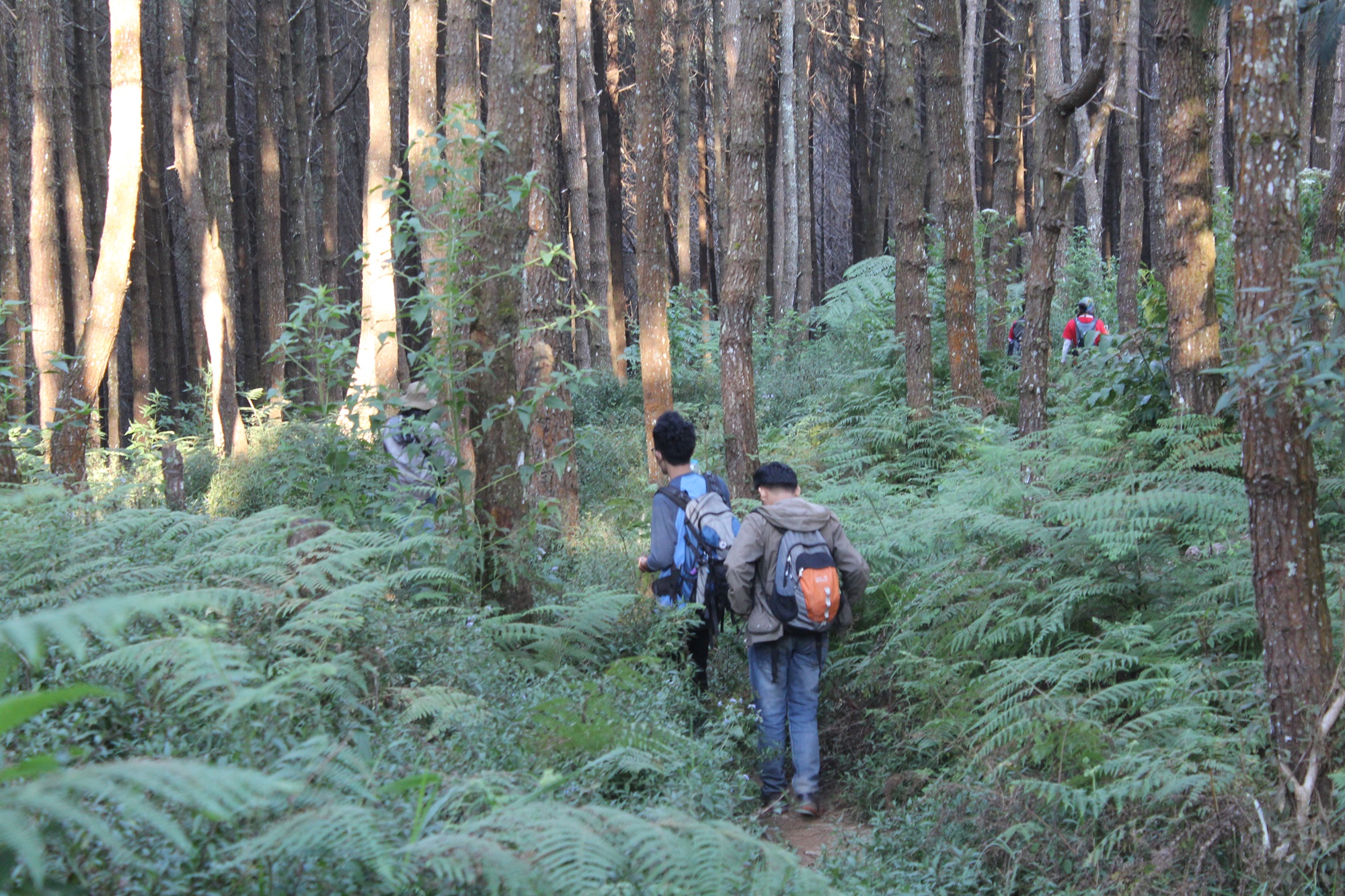 Trekking di hutan heterogen yang rapat di gunung burangrang