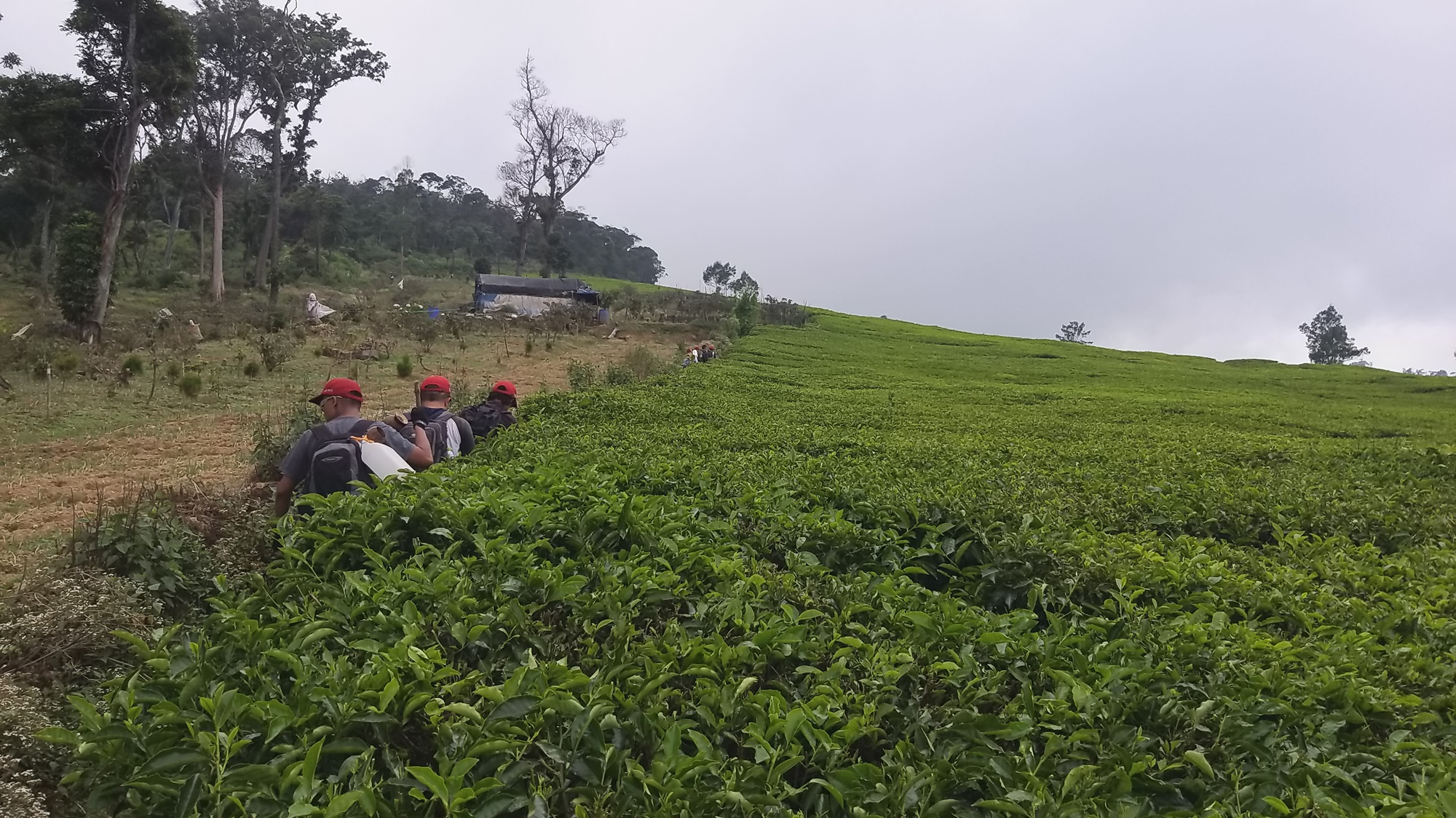 Perkebunan teh Patuahwattee