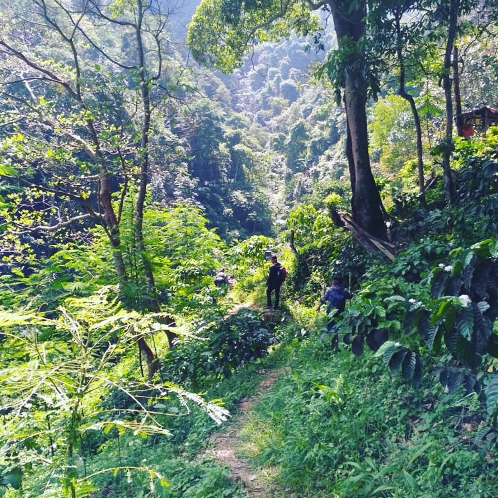 Jalur hutan Sanggabuana