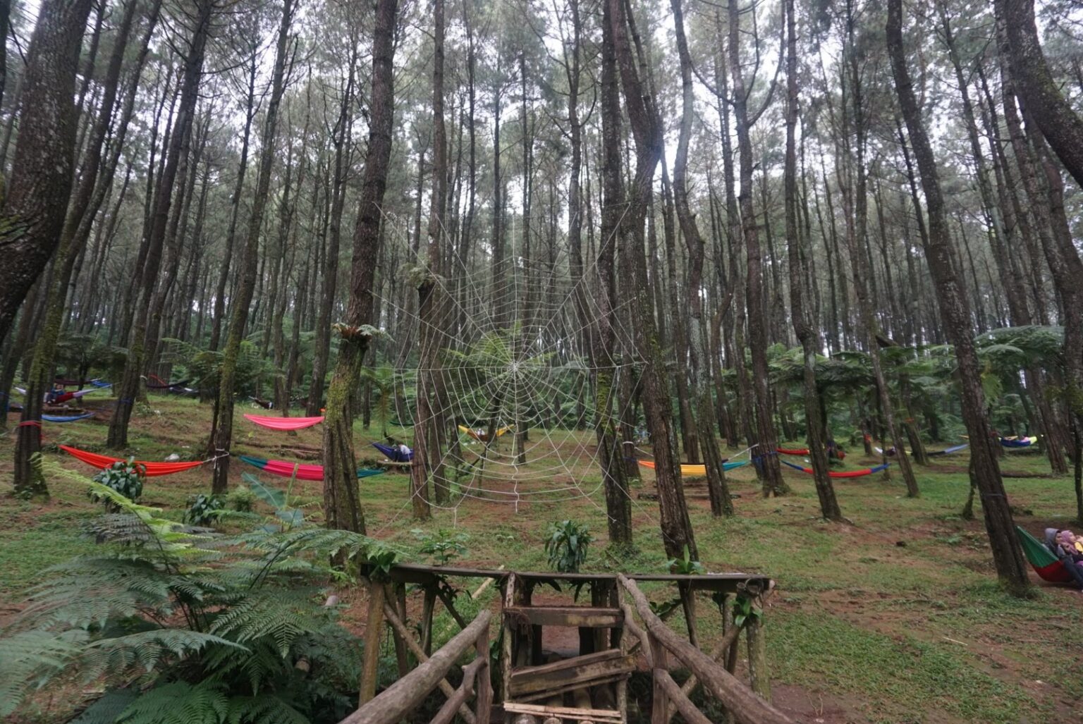 Ujung Aspal Wanayasa Tiket And Pesona Hutan Pinus Agustus 2024 6371