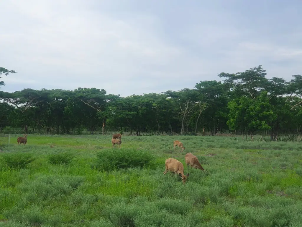 Rusa-rusa sedang mencari makan