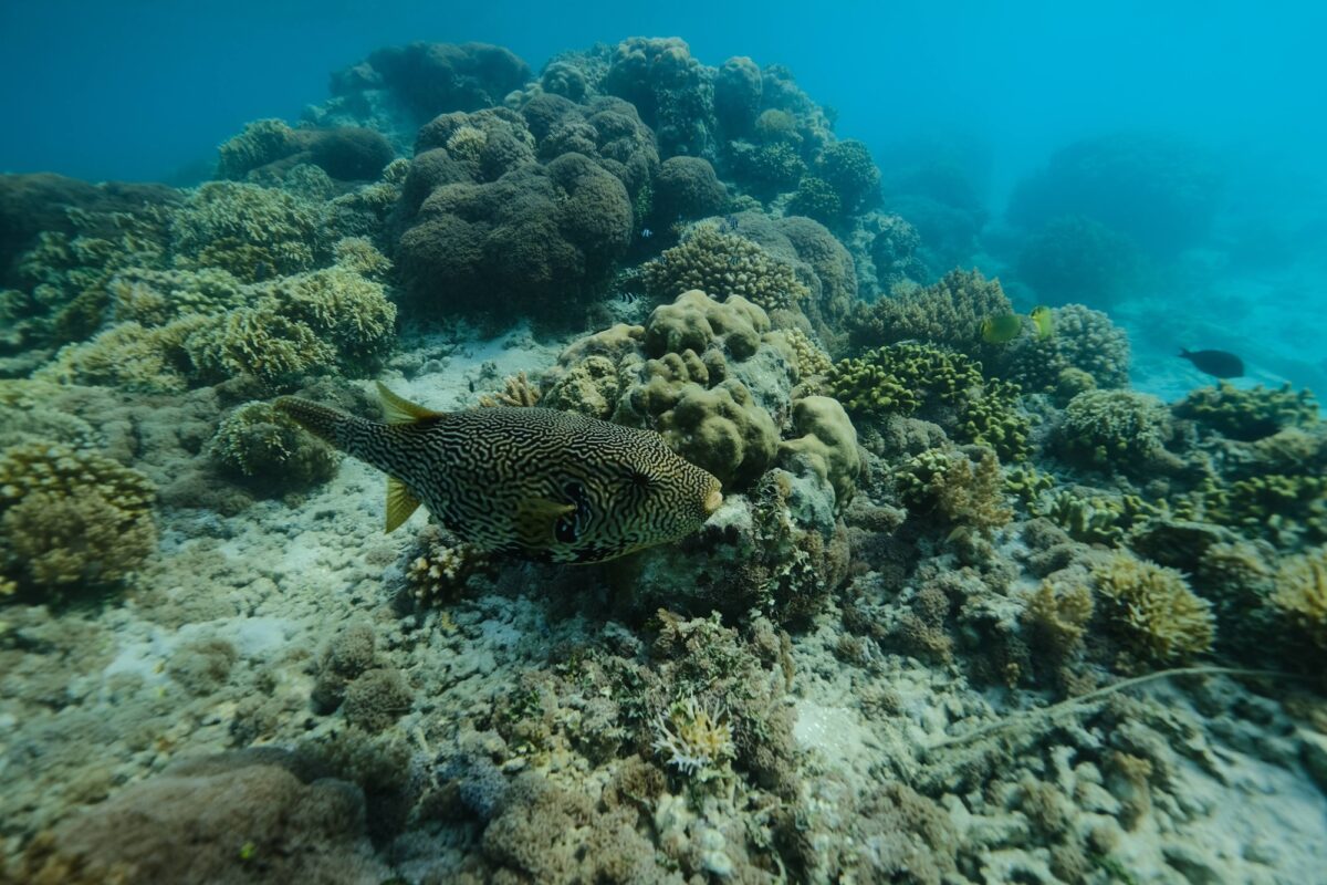 Pemandangan bawah laut Pulau Peucang