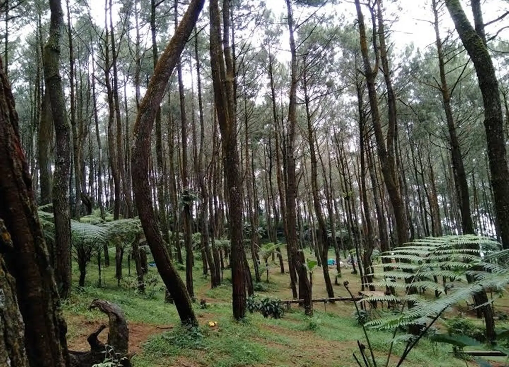 Hutan pinus Ujung Aspal Wanayasa