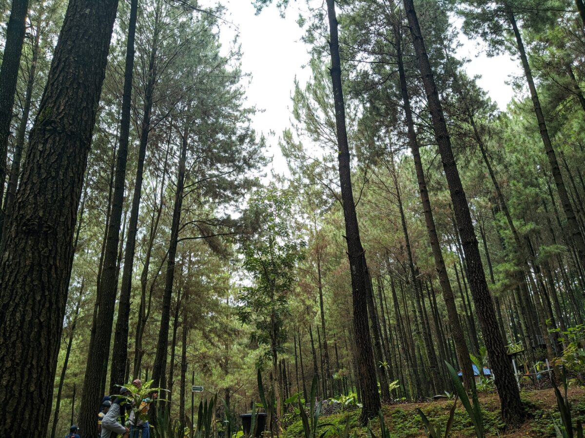 BUKIT PINUS WONOSALAM Tiket & Wahana Juli 2026
