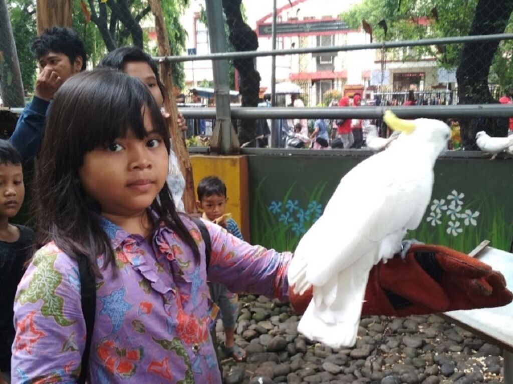 Seorang anak berinteraksi langsung dengan seekor burung Kakatua