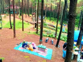 Kawasan wisata Bukit Pinus Wonosalam