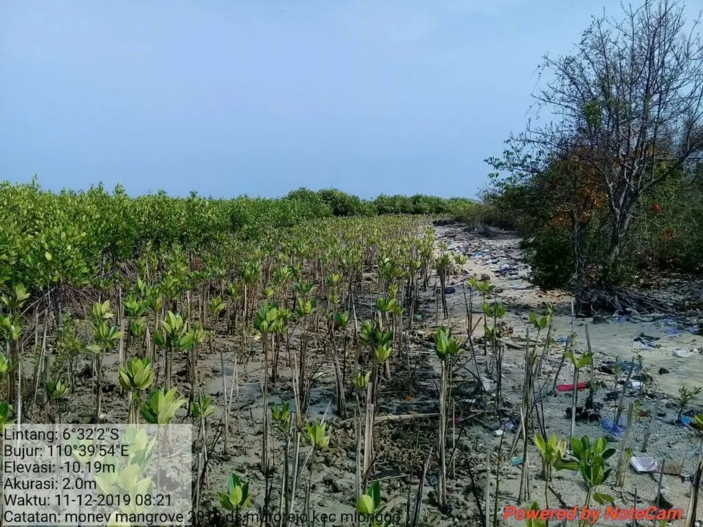 Kawasan mangrove di Pantai Pungkruk