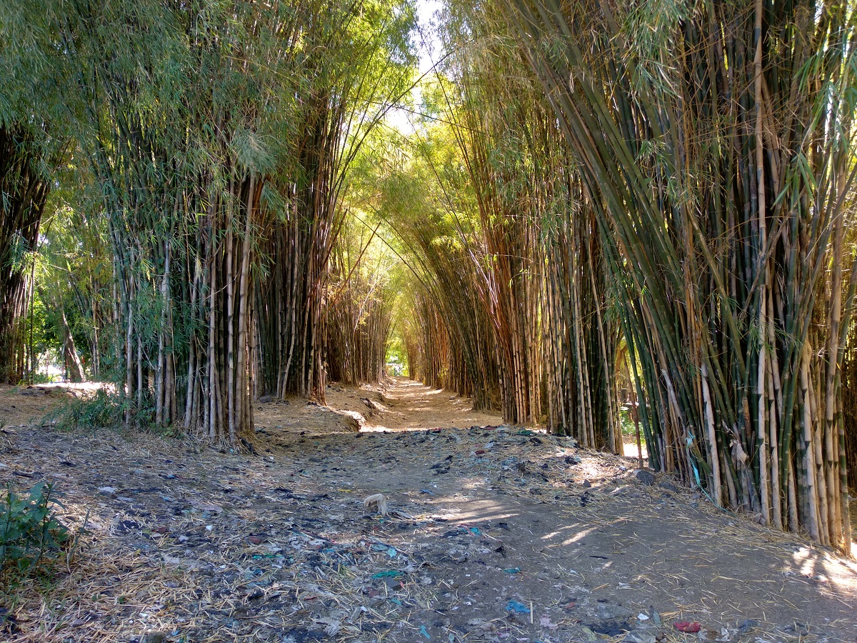 Hutan Bambu di taman harmoni surabaya