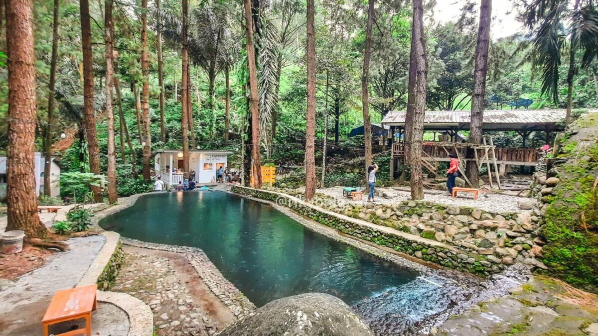 Kolam renang berair hijau di tengah pepohonan pinus