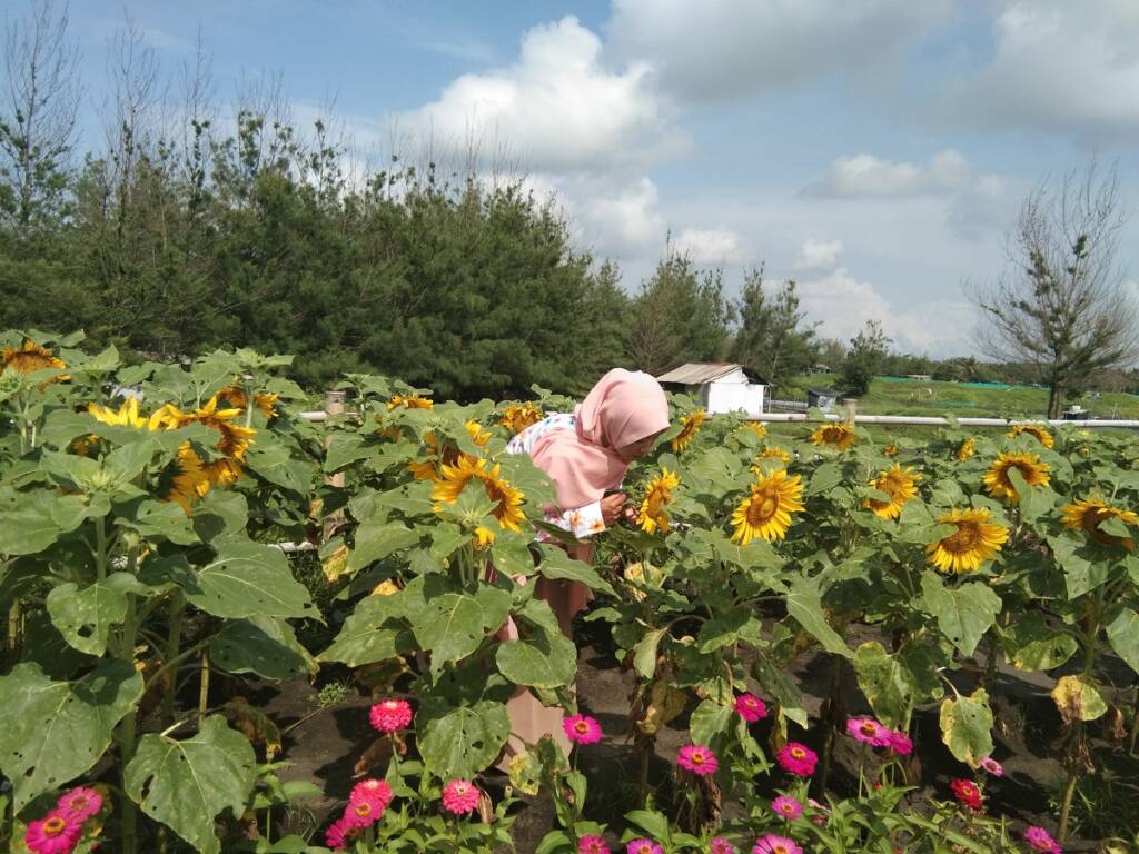 Taman bunga di area pantai Jetis