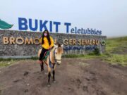 Kuda di Bukit Teletubbies