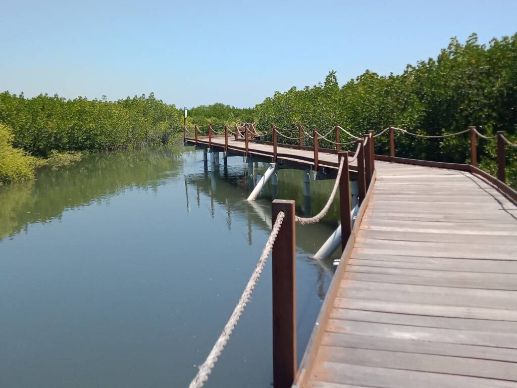 hutan mangrove di area pantai