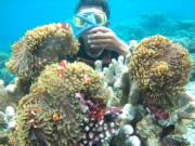 Koral dan Terumbu Karang Karimun Jawa