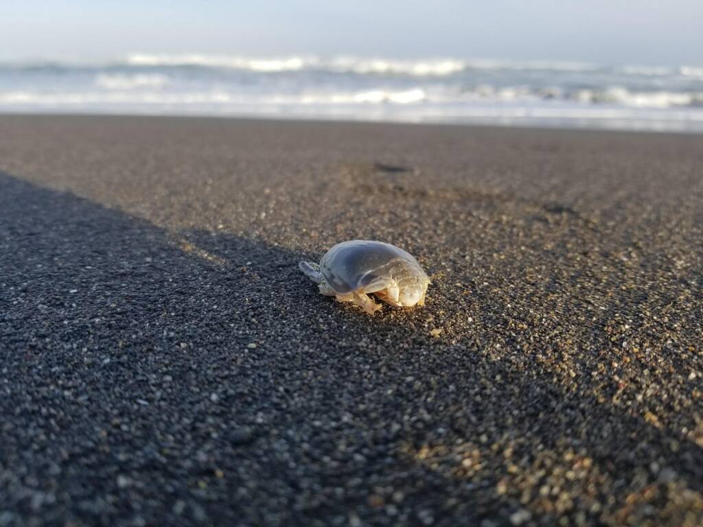 Hewan laut yang bersemunyi di pasir pantai