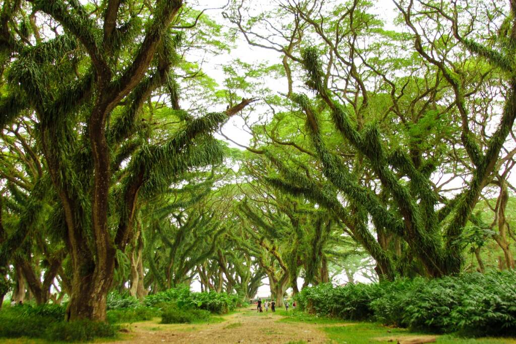 Jawatan Benculuk tempat wisata di Banyuwangi menawarkan hijaunya pepohonan raksasa 