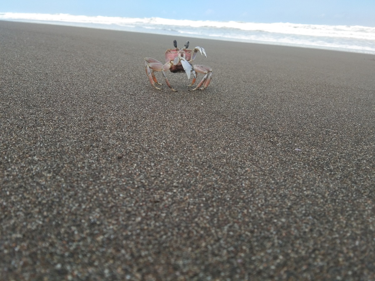 Kepiting pantai yang merupakan hewan khas di pantai selatan