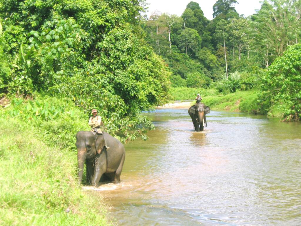 Polisi hutan yang sedang patroli Gajah Sumatra