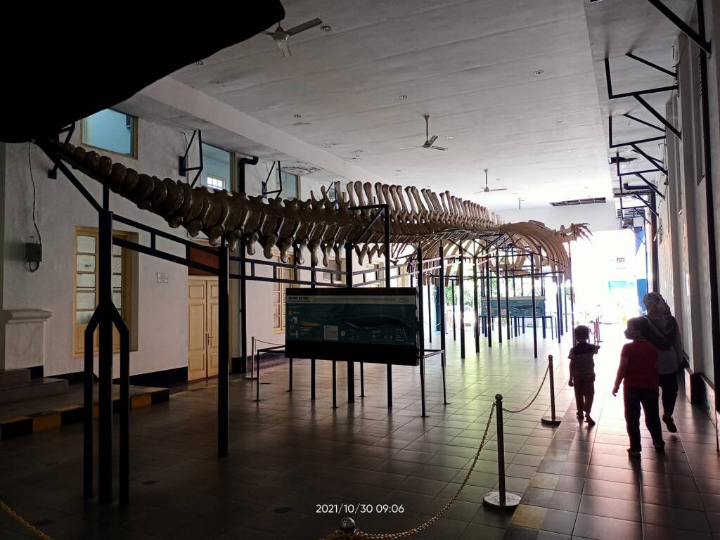 Peraga kerangka sebagai sarana wisata edukasi di Museum Zoologi Bogor.
