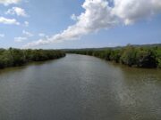 Pemandangan Hutan Mangrove