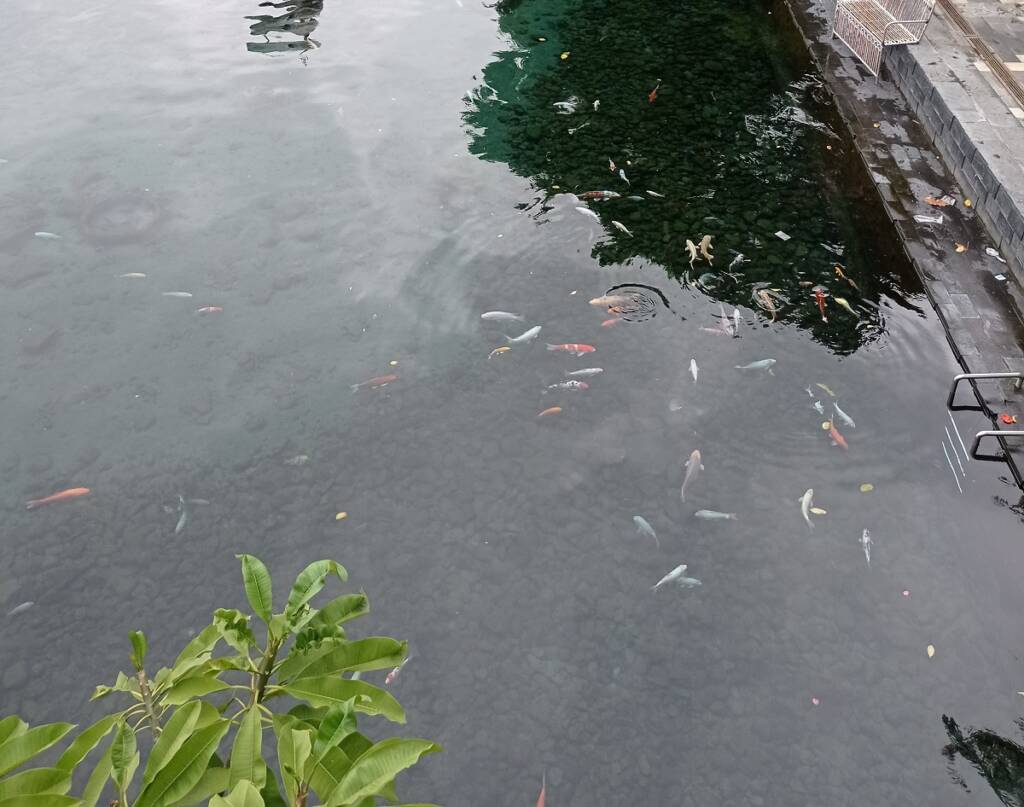 Kolam pemandian Umbul Jolotundo dengan ikan di dalamnya