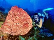 keindahan terumbu karang Petrosia Lgnosa di Taman Laut Olele