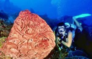 keindahan terumbu karang Petrosia Lgnosa di Taman Laut Olele