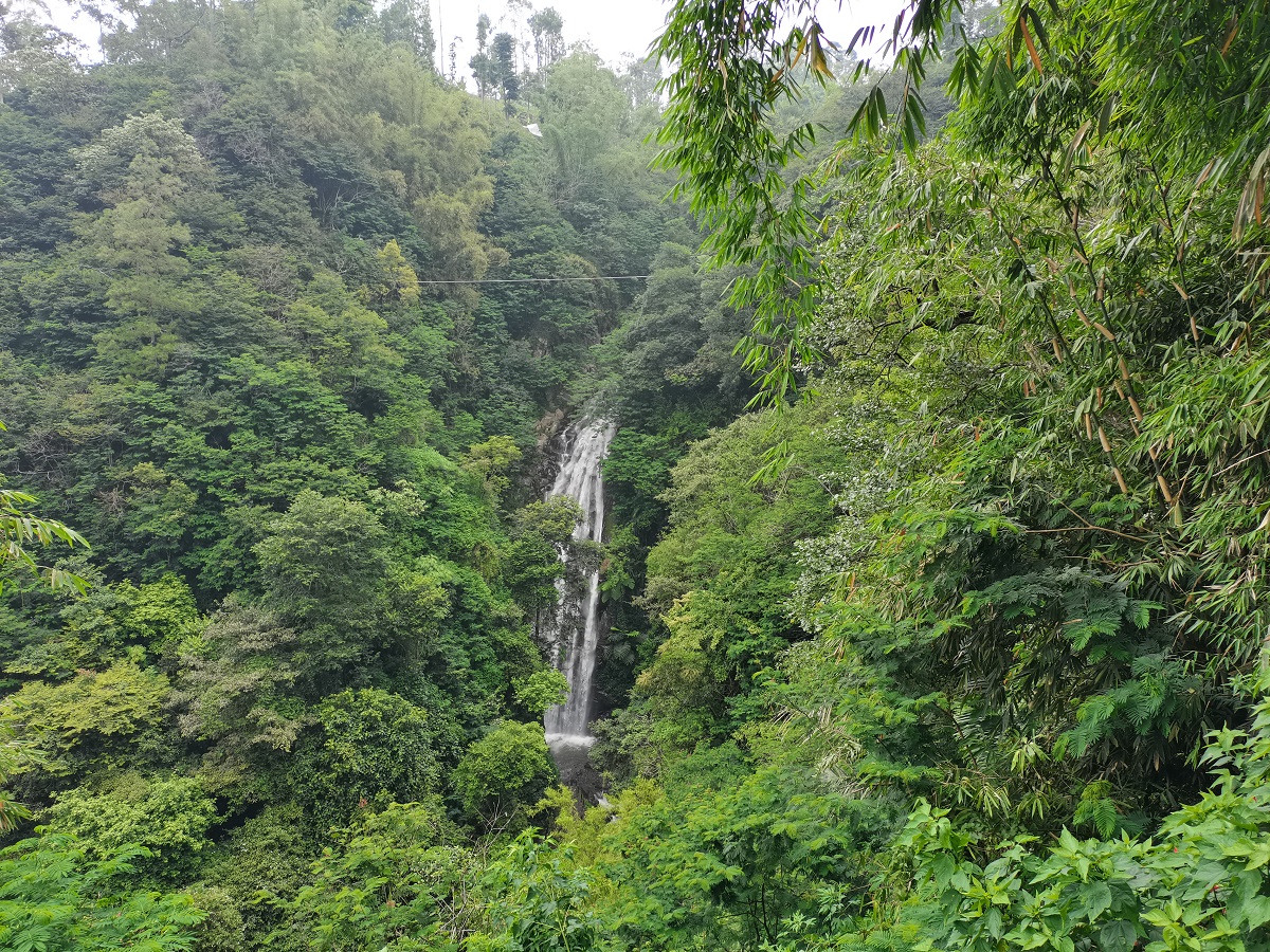 Curug Muara Jaya Majalengka di tengah kawasan hutan rimbun.