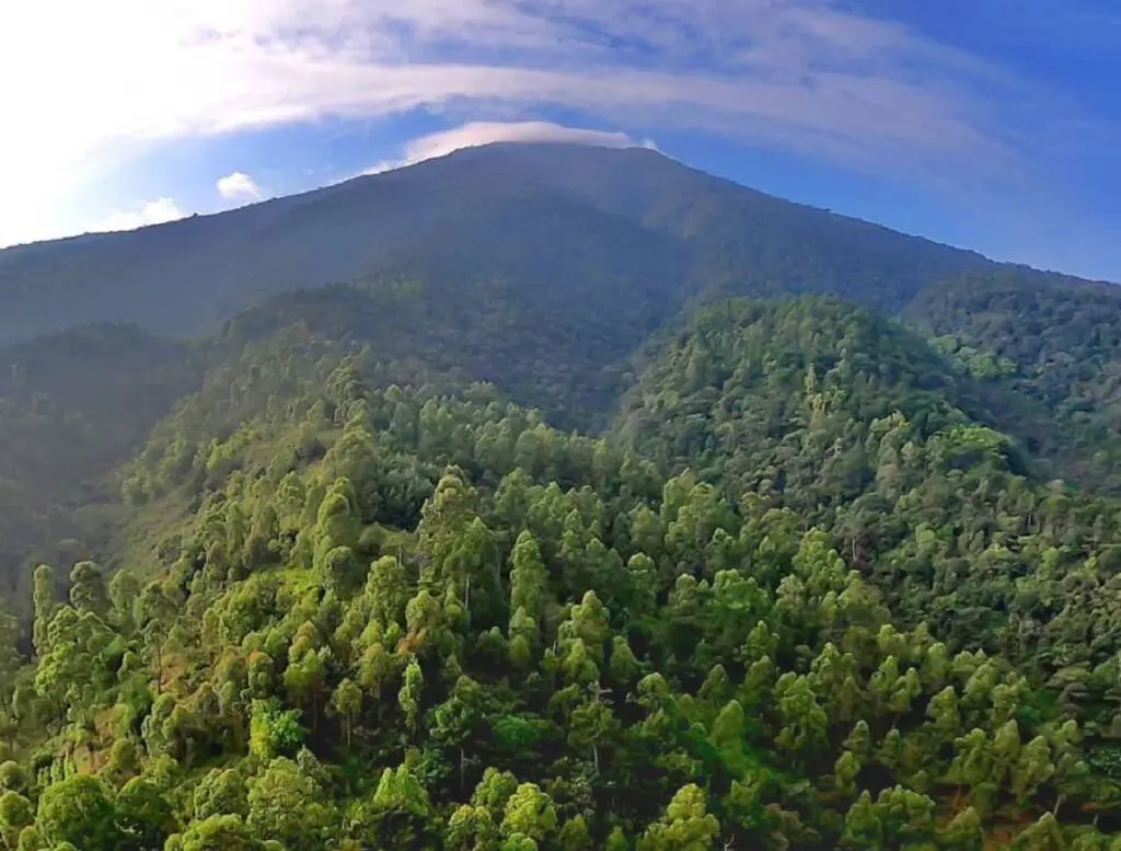 Gunung Cikuray dengan vegetasi hutan belantara pada lerengnya.