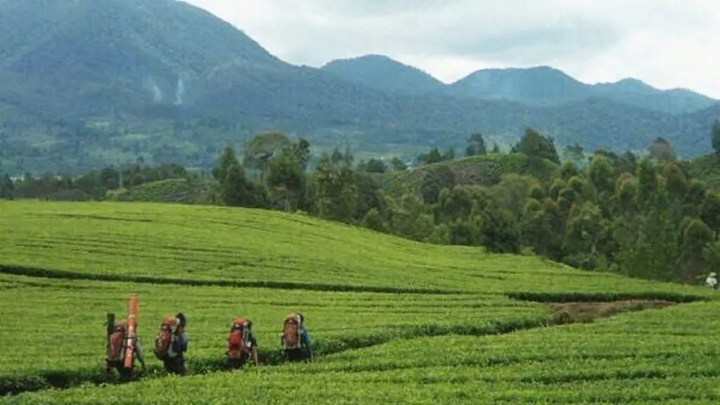 Jalur pendakian Gunung Kendang membelah hamparan perkebunan teh.